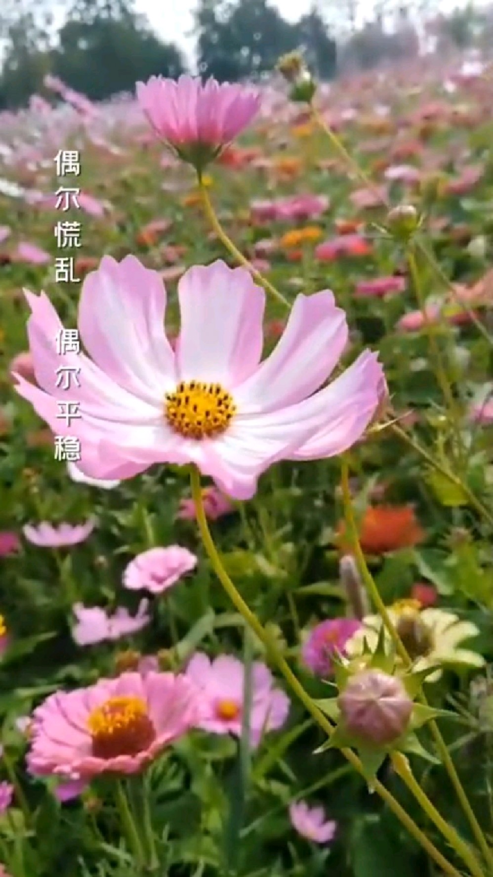 一句非常经典的伤感语录,句句都是真理!