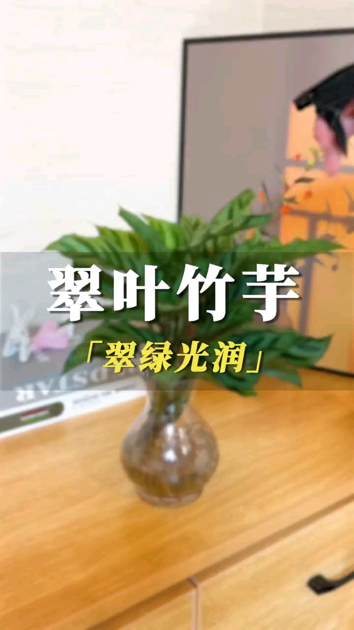 #花卉绿植#客厅植物推荐#好物推荐#室内盆栽#翠叶竹芋