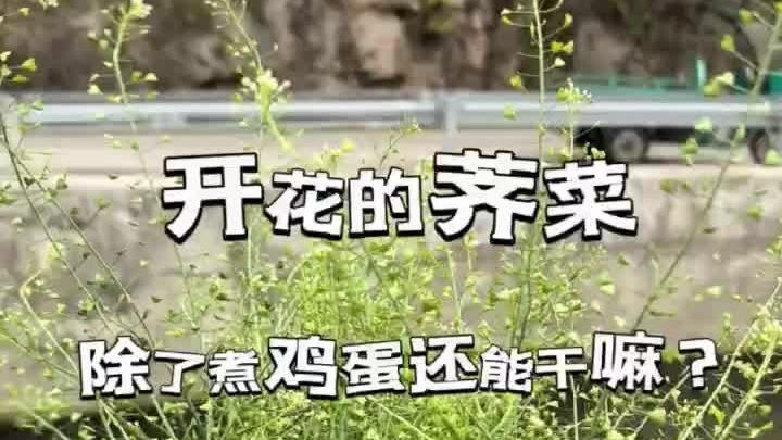 可惜了这么大片荠菜 开花的荠菜除了煮鸡蛋还能干嘛?
