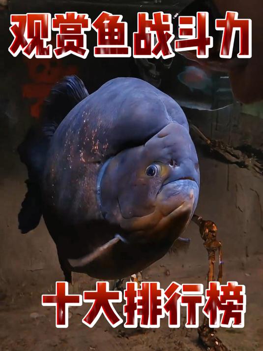 观赏鱼战斗力十大排行榜