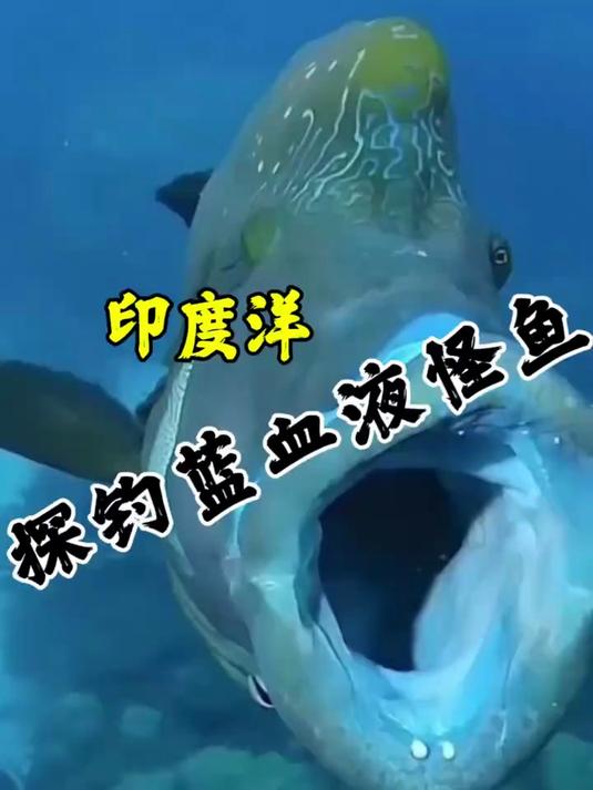 探秘世界濒危蓝色深海怪鱼,把人拉下水