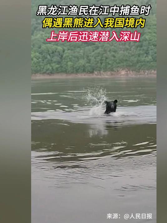黑龙江渔民在江中捕鱼时,黑熊进入我国境内,上岸后迅速潜入深山