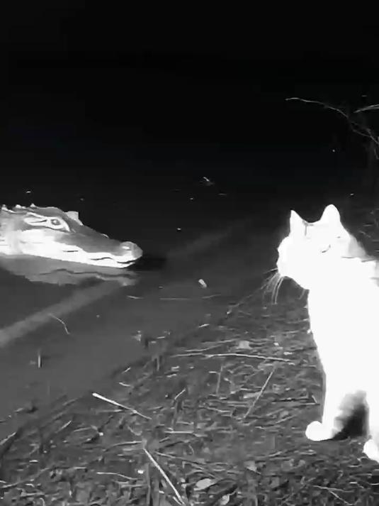 鳄鱼和猫,结果万万没想到