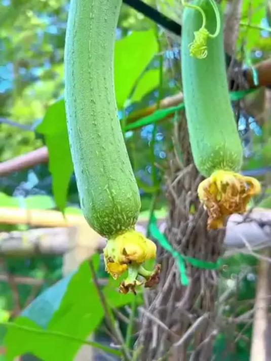 肉丝瓜种子咋种?庭院地栽,家庭蔬菜轻松有