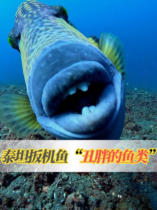 海底世界里又胖又丑脾气还不好的泰坦扳机鱼