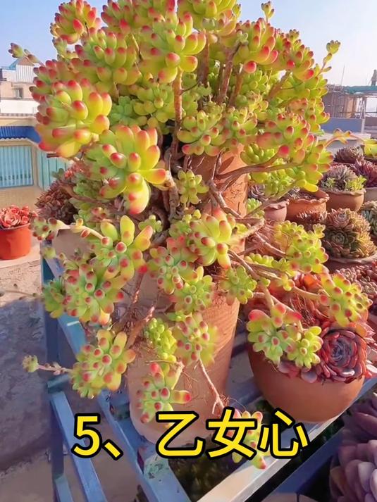 带你认识公认比较好养的多肉植物