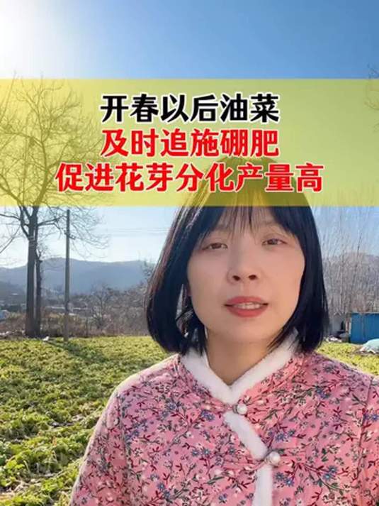 开春油菜补硼肥,花芽分化好,花多荚多籽饱满