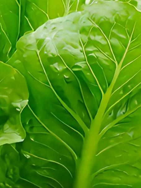 夏天必种的耐热蔬菜!孔雀菜种植技巧大公开!