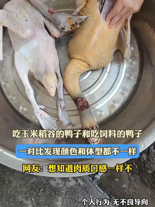吃玉米稻谷的鸭子和吃饲料的鸭子,一对比发现颜色和体型都不一样