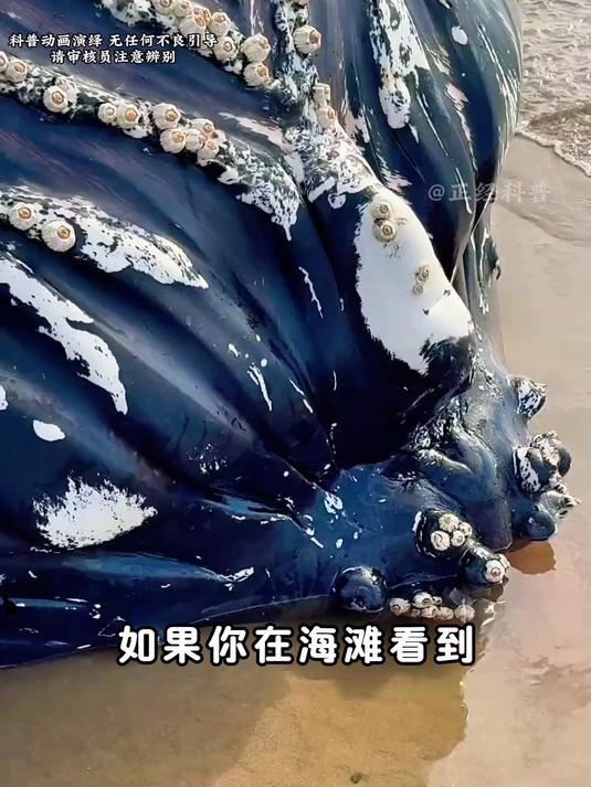 一鲸落万物生,鲸鱼爆炸有多恐怖