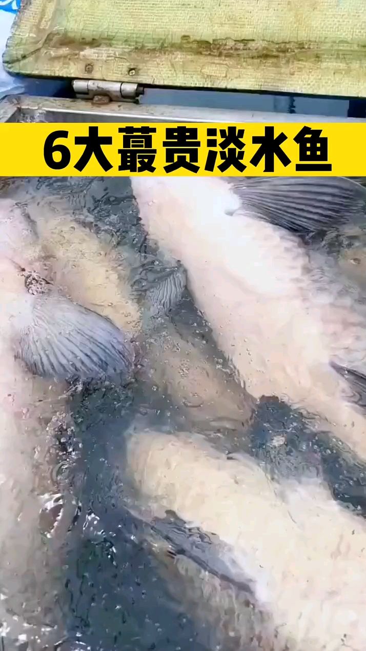 六大最贵淡水鱼