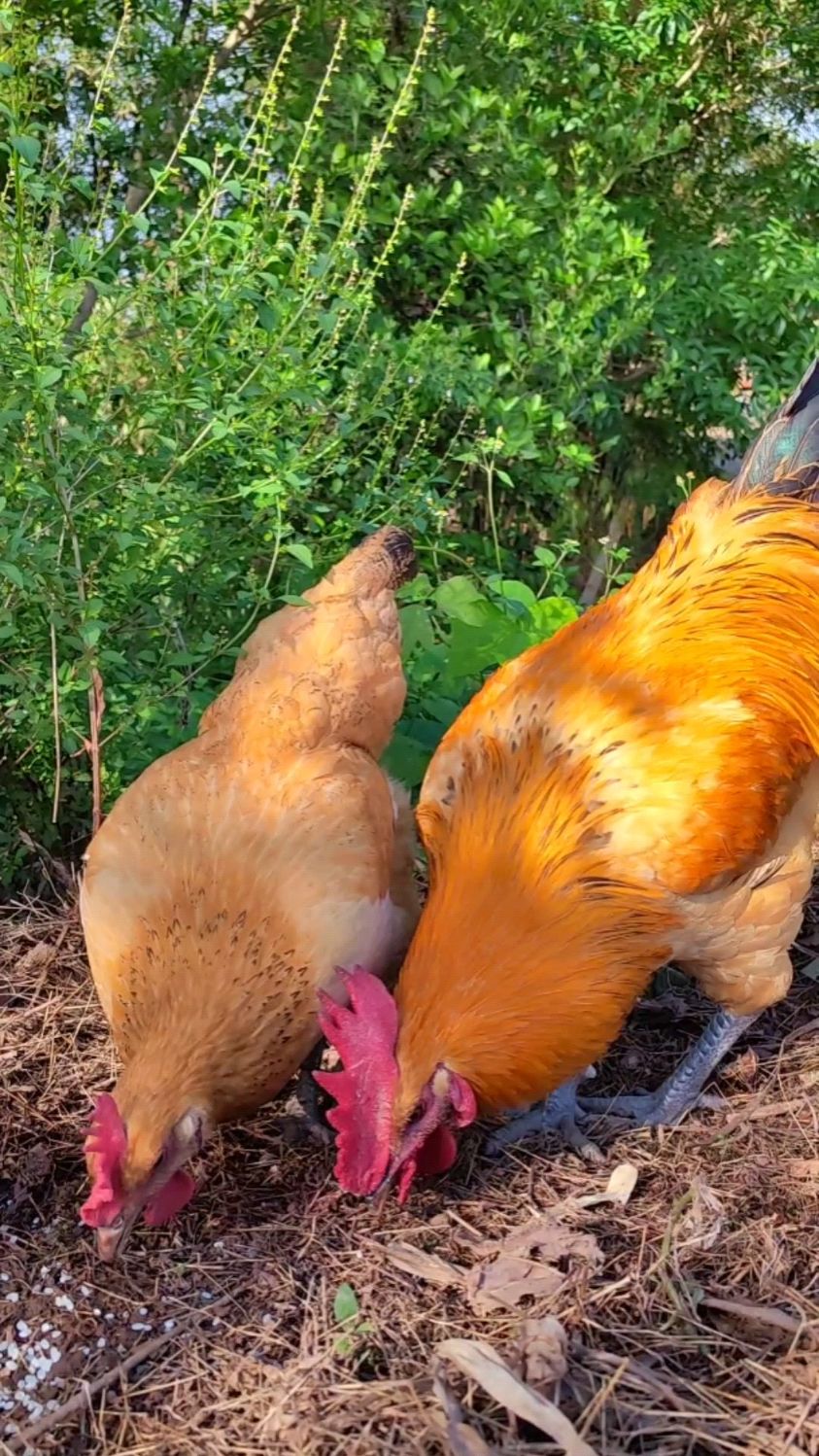 阳光明媚,大黄公鸡带着母鸡晒日光浴,很是恩爱