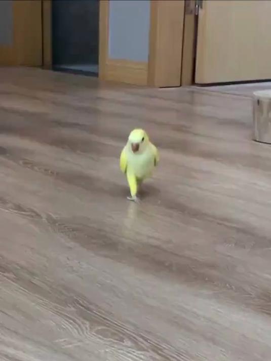 有点心鸡呀 万物可爱计划 萌宠出道计划