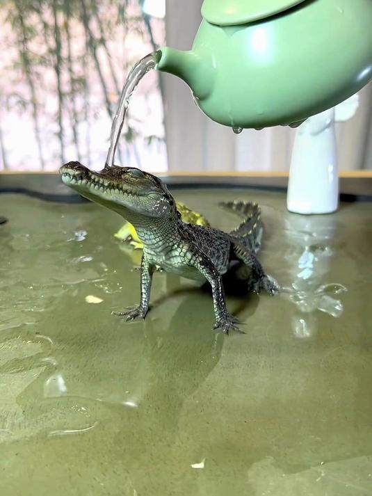 分享科普9种不同品种鳄鱼，快来认识一下吧