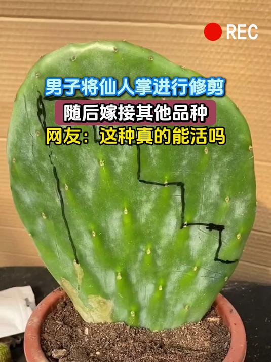 男子将仙人掌进行修剪,随后嫁接其他品种,网友:这种真的能活吗?