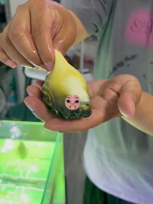 我变成了一只河豚