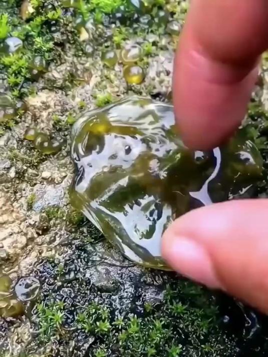 地皮菜食用禁忌大曝光!
