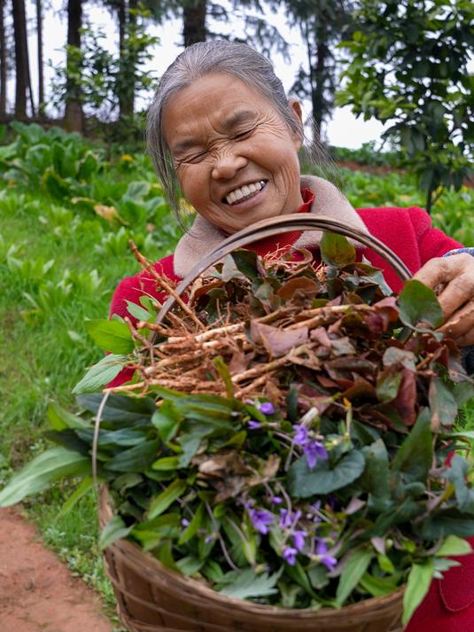 又到了吃野菜的季节,你都吃过哪些野菜,还记得吗?