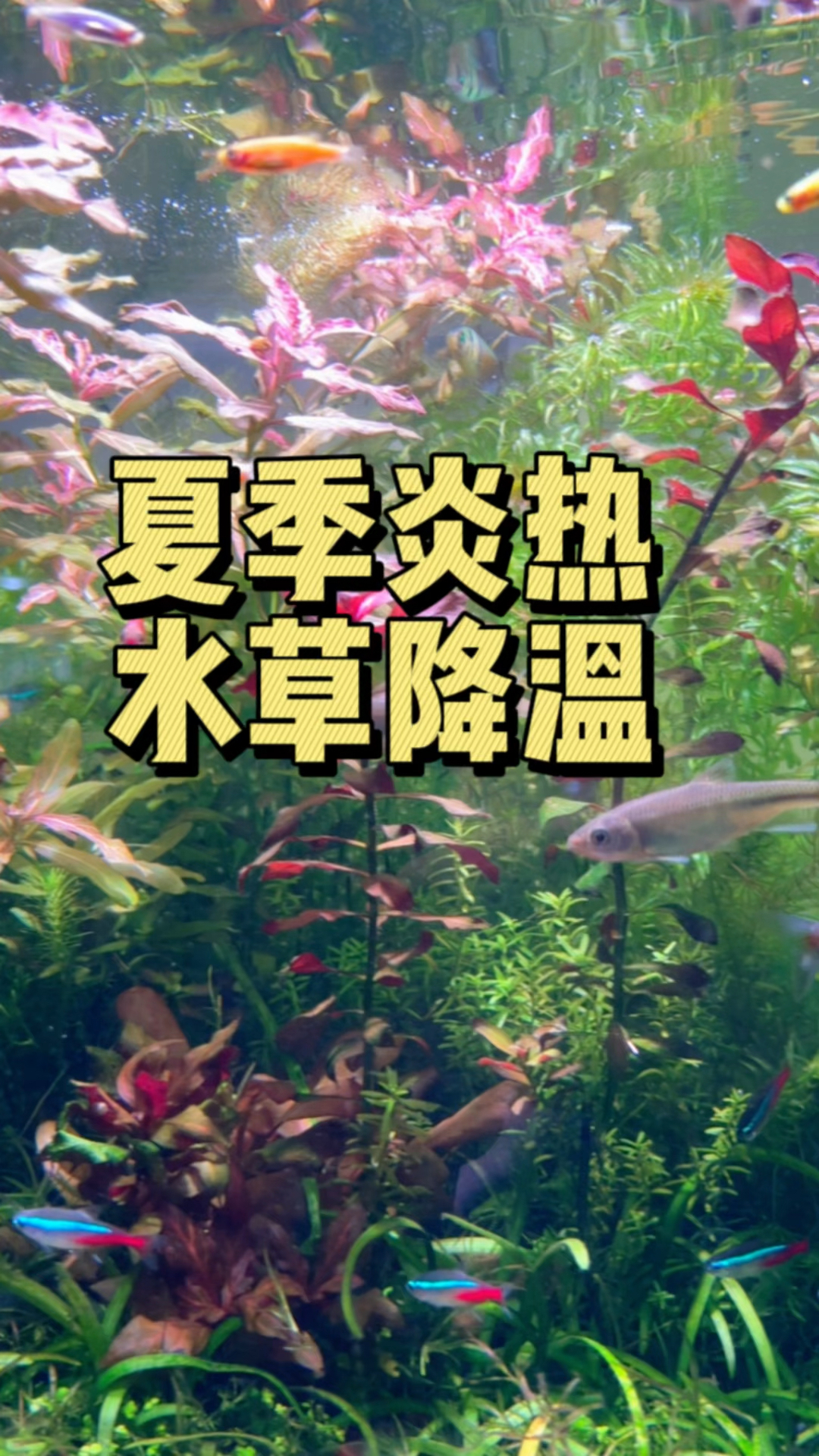 夏季炎热,鱼缸种植水草可以有效降温。#水族#水草造景 #金鱼藻