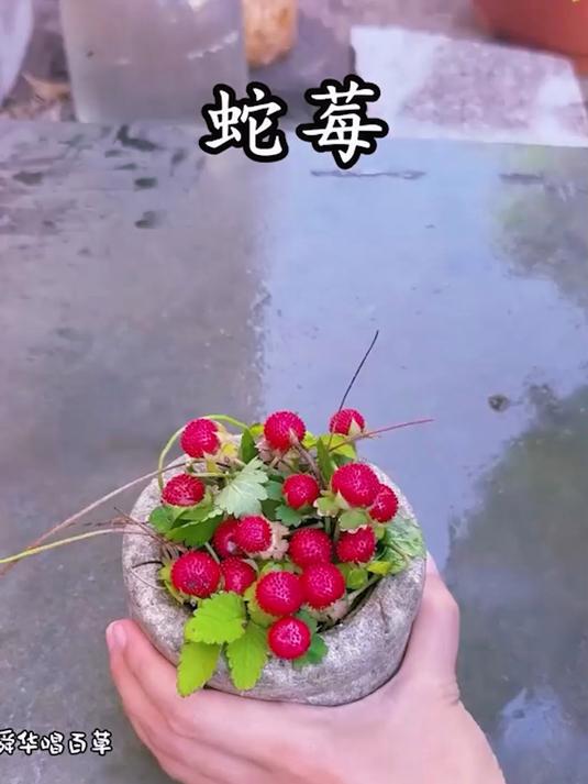 从野菜功效到果类禁忌，一本图鉴胜过十年老经验 #野菜##自然教育#