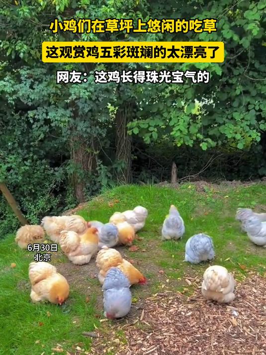 小鸡们在草坪上悠闲地吃草,这观赏鸡五彩斑斓的太漂亮了