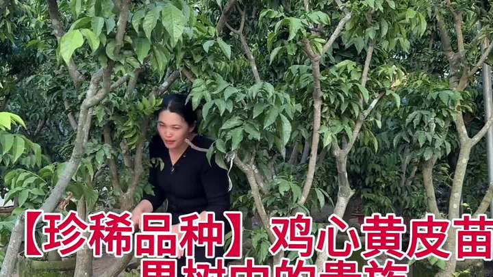 鸡心黄皮结果树,正在开花,高颜值果树盆栽