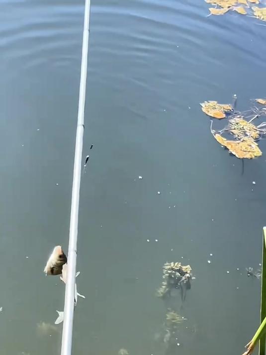 冬季钓鱼饵料里加一点磷虾粉,能够快速聚鱼上鱼,纯度高腥味浓郁