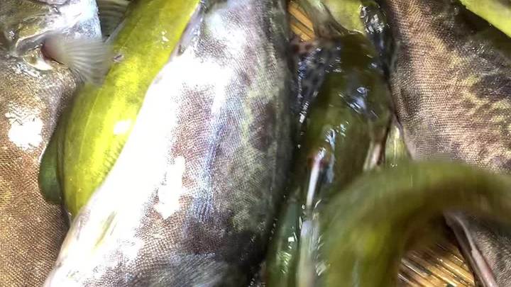 万绿湖黄骨鱼14日1