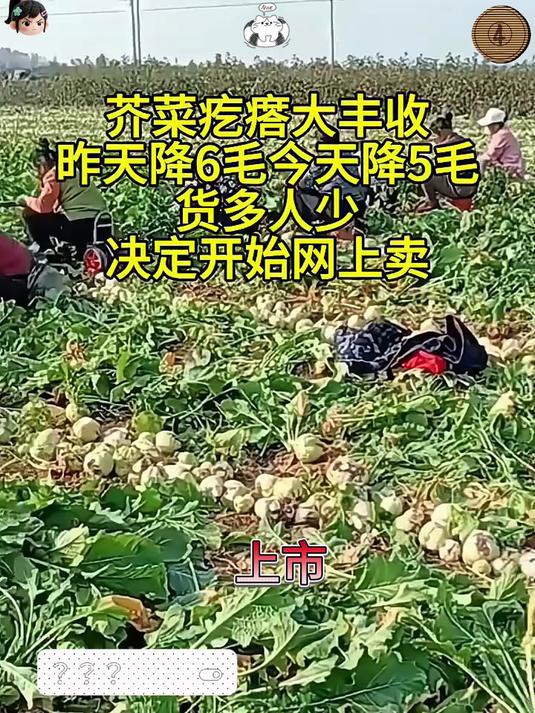 芥菜疙瘩又叫辣疙瘩腌制做咸菜少不了喜欢的都给大家准备好了!