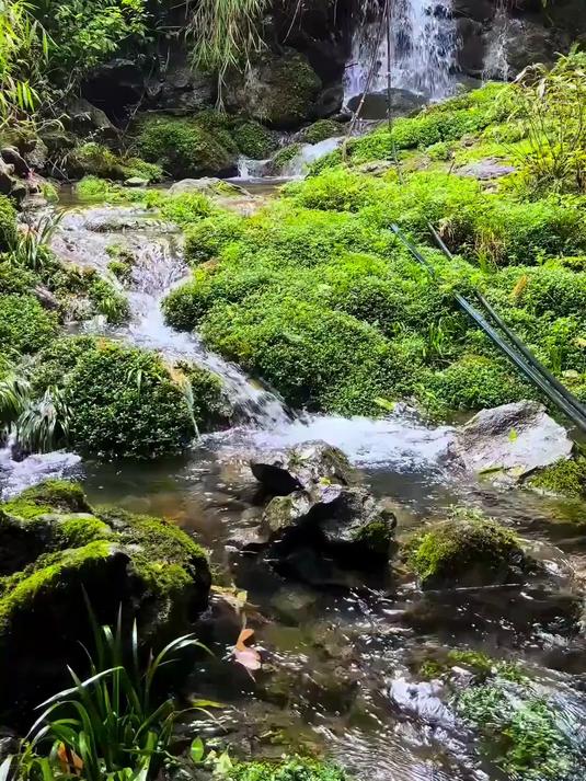 改造生态溪流养鱼，再造鱼池，钓鱿鱼棒！