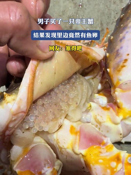 男子买了一只帝王蟹,结果发现里边竟然有鱼卵