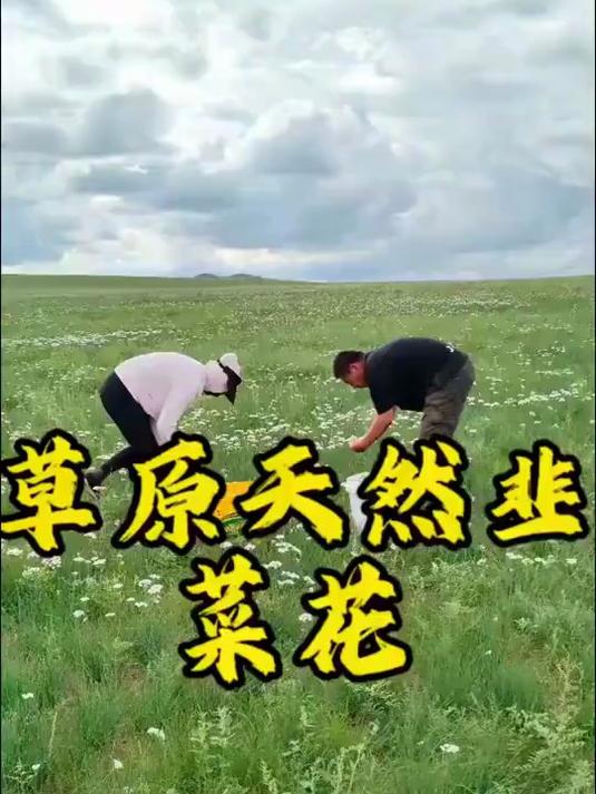 今天去踩点野生韭菜花，大草原的馈赠，满山遍野都是