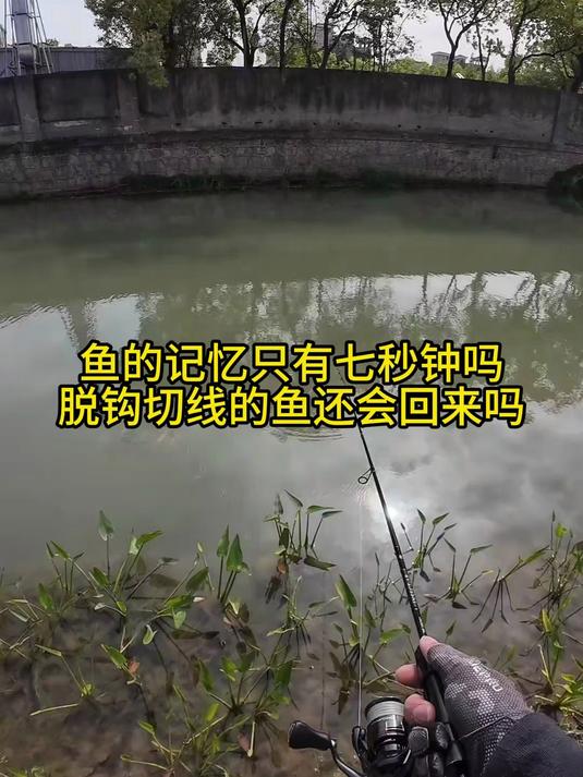 鱼的记忆只有7秒?脱钩的鱼还会回来吗?真相让你大吃一惊!