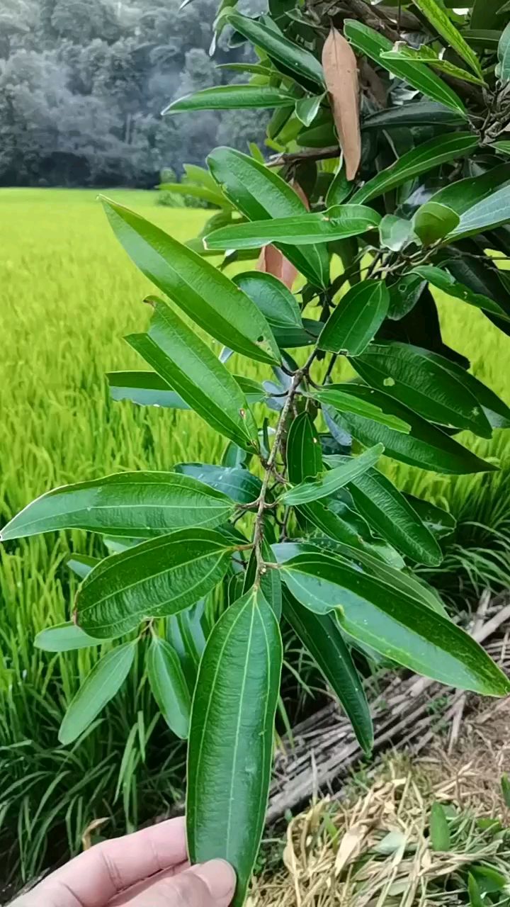 很多朋友说肉桂树的叶子,是长什么样的?