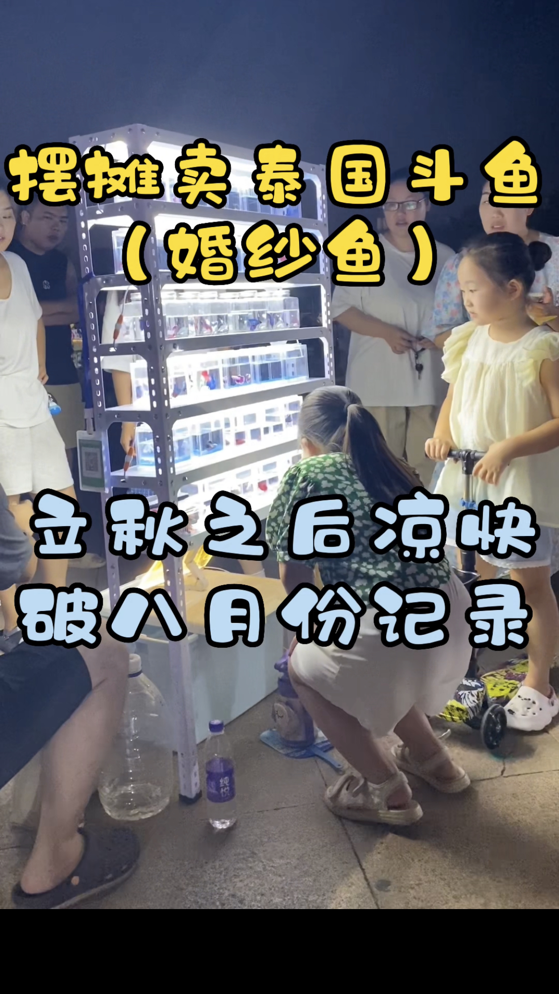 暑假摆摊卖泰国斗鱼,两个小时卖了325,八月份卖的最好的一天,天气越凉快广场人才多