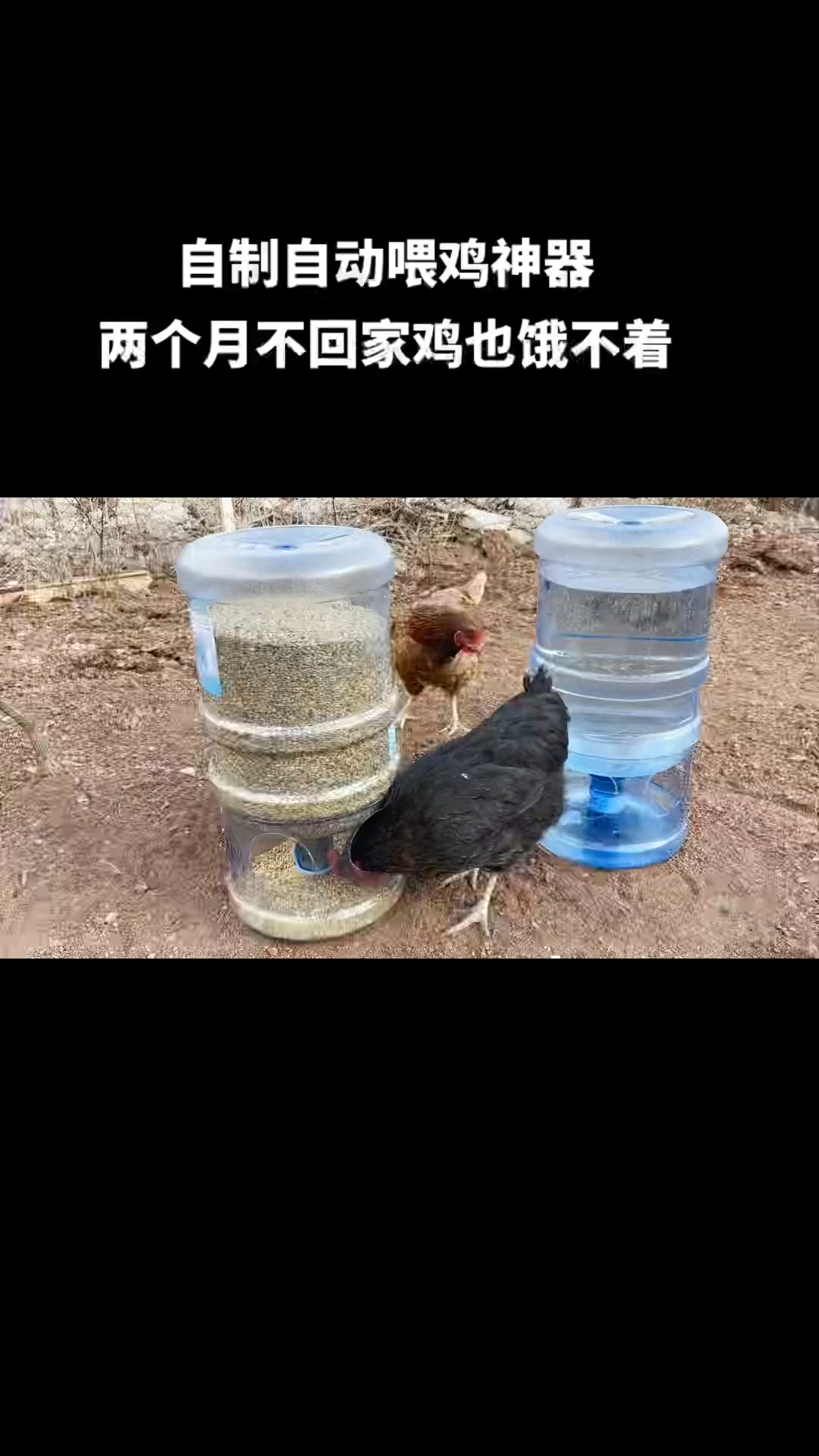 自制自动喂鸡神器两个月不回家鸡也饿不着