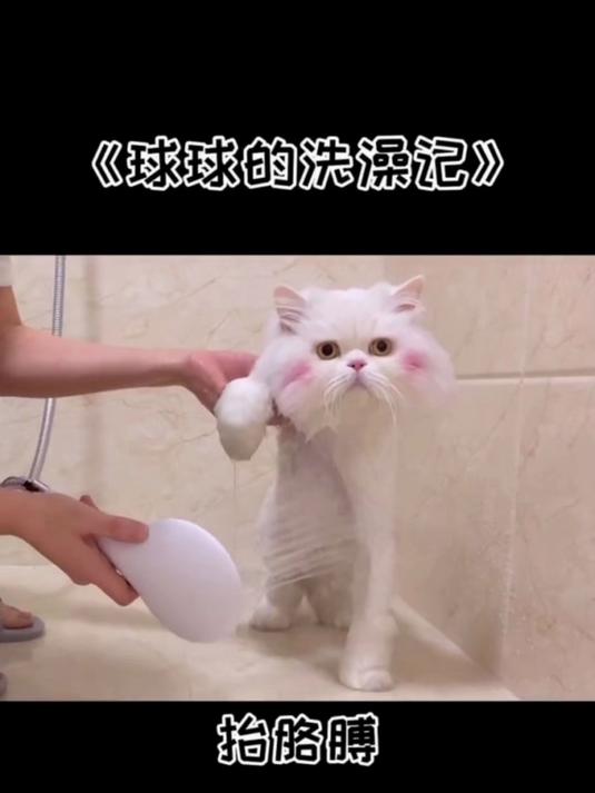 猫咪洗澡秒变表情包！肉脸挤成饼，劈叉搓背姿势笑喷网友#萌宠#