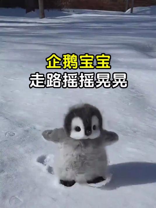 企鹅宝宝走路摇摇晃晃~