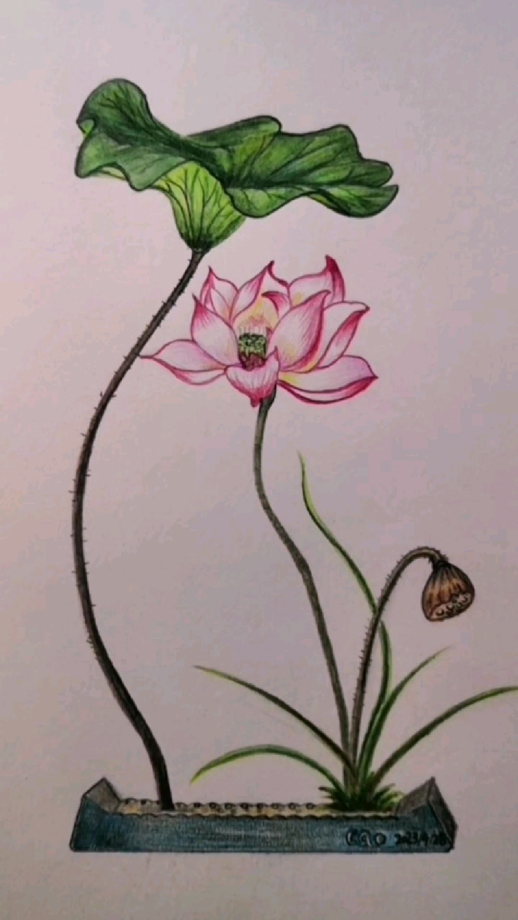 彩铅画:教大家画荷花盆景