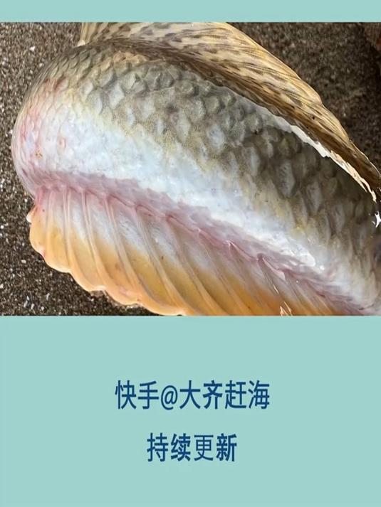 大齐赶海,退潮发一条很大的杀光鱼,身上还像龙尾巴一样