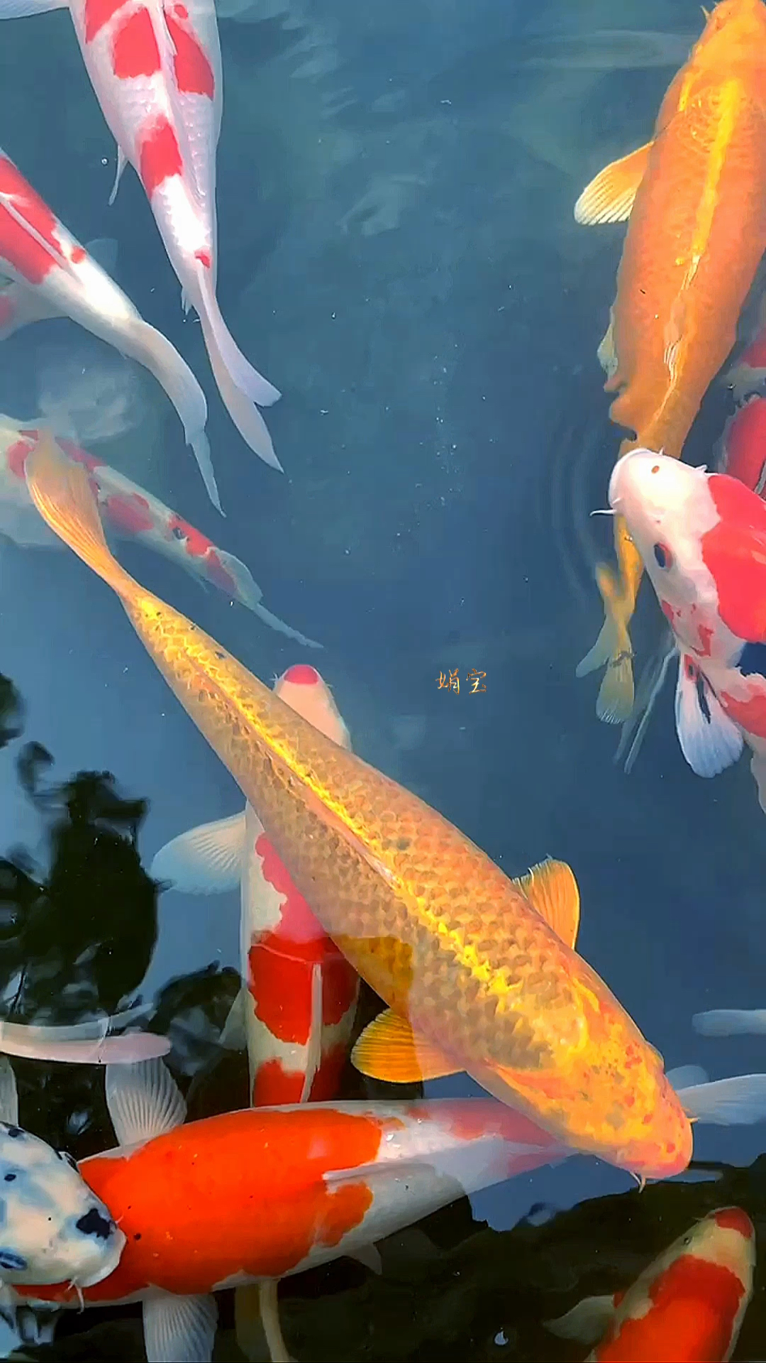 风水鱼,扭转乾坤、时来运转、连年有余