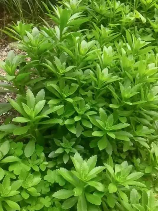 易养健康的养心菜种子,耐旱抗寒好养活,美味养生!