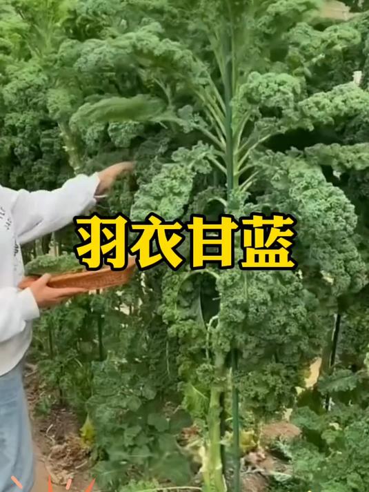 网红轻食菜!羽衣甘蓝百搭又好吃
