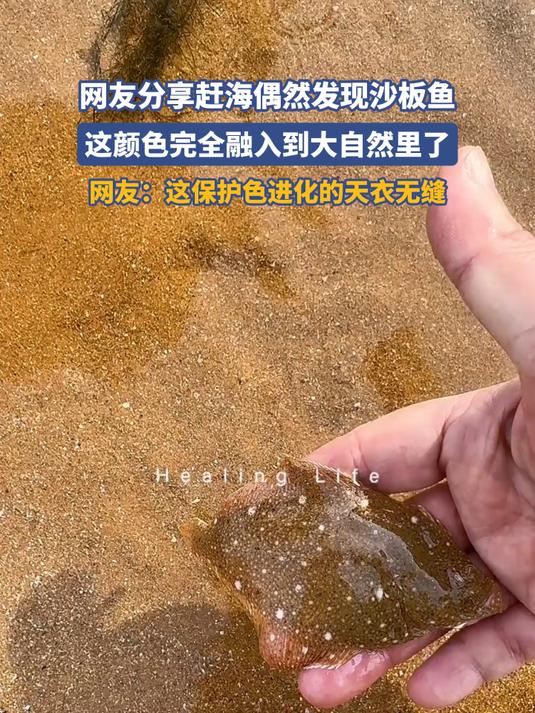 网友分享赶海偶然发现沙板鱼,友:这保护色进化的天衣无缝