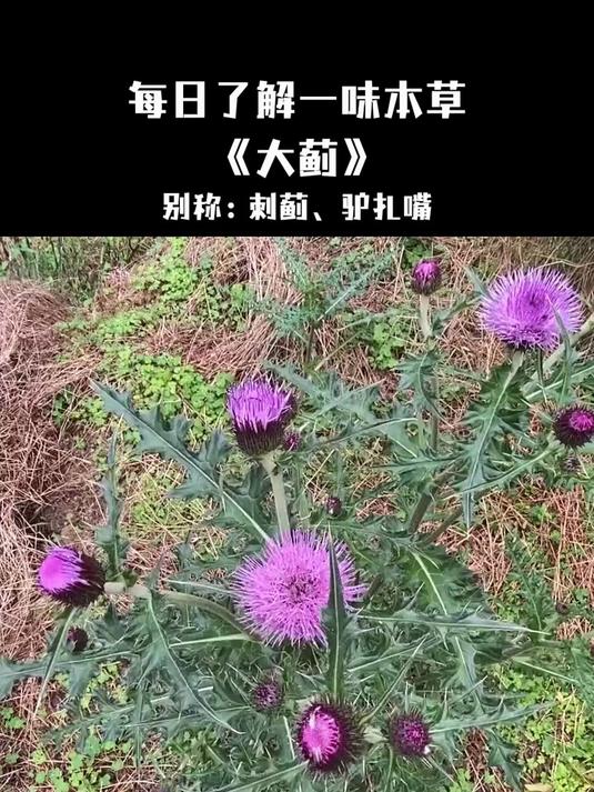 大蓟,又名刺儿菜,叶子长满尖刺,你的家乡有这种植物吗?