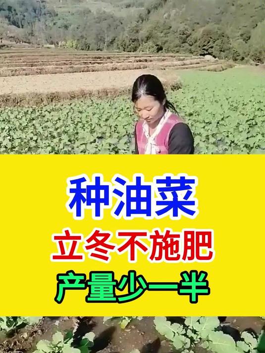 种油菜,立冬不施肥,产量少一半