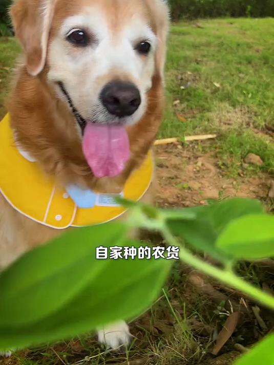 狗狗去抓别人家的鹅给主人做铁锅炖大鹅!