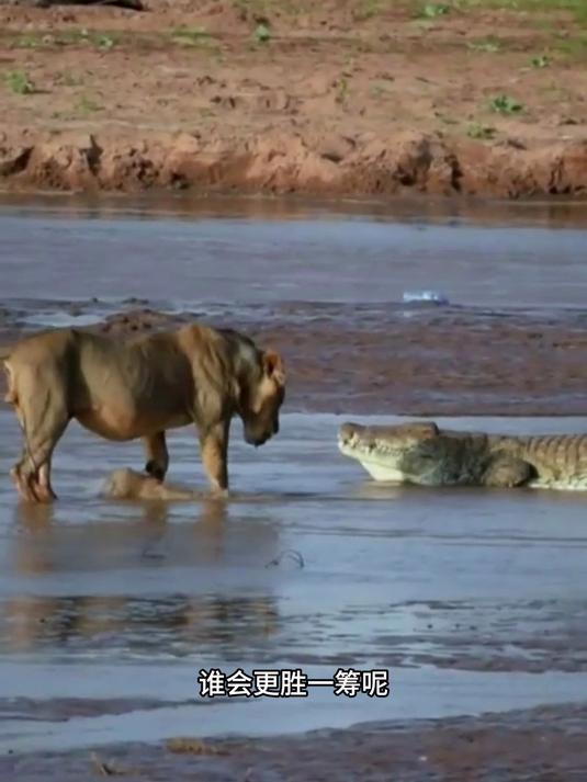 鳄鱼和狮子单挑谁更强?