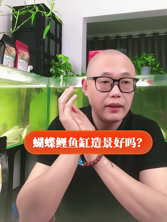 蝴蝶鲤鱼缸造景好吗?