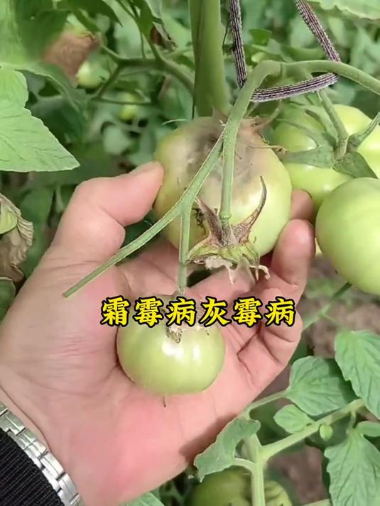 不管种植的蔬菜,果树,大田作物,这个必须要知道